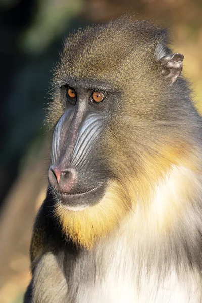 Portrait Rapproché Singe Mandrill — Photo