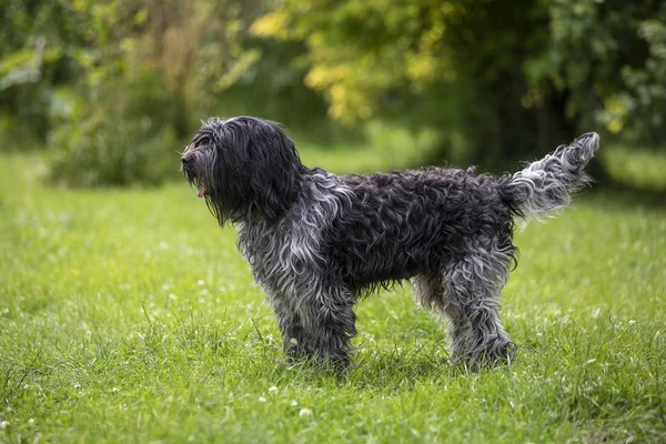 Porträtt Holländsk Sheepdog Green Yard — Stockfoto