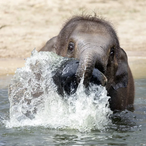 Pequeño Elefante Jugando Con Agua Río — Foto de Stock