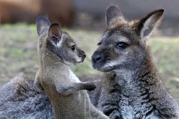 Rodzina Kangaroos Naturalnym Środowisku — Zdjęcie stockowe