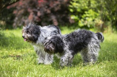Yeşil bahçede yürüyen iki Hollandalı çoban köpeği 
