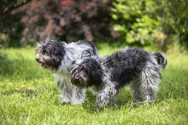Yeşil bahçede yürüyen iki Hollandalı çoban köpeği 