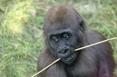 Genç dişi goril maymunu 