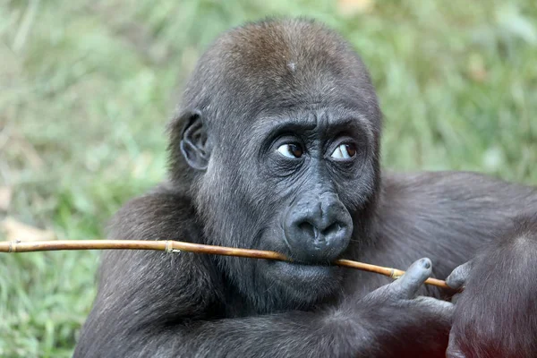 Fiatal női gorilla majom — Stock Fotó