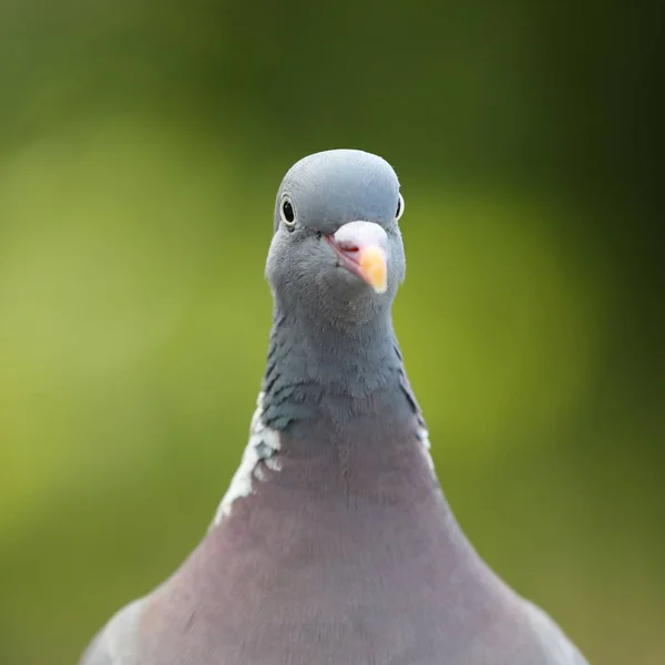 Grey ring dove bird on green background — Stock Photo, Image