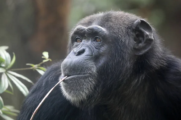 Chimpanzé Animal Gros Plan — Photo