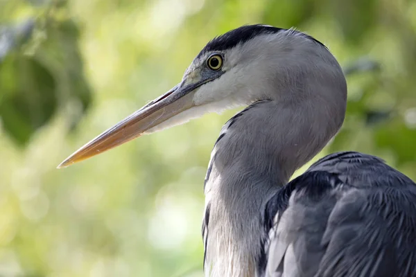 Grey heron bird — Stock Photo, Image