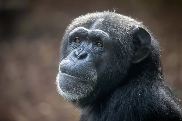 Szympans Zwierząt Zbliżenie — Zdjęcie stockowe