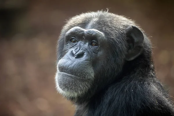 Chimpanzé Animal Perto — Fotografia de Stock