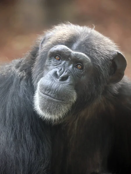 Chimpanzé Animal Perto — Fotografia de Stock