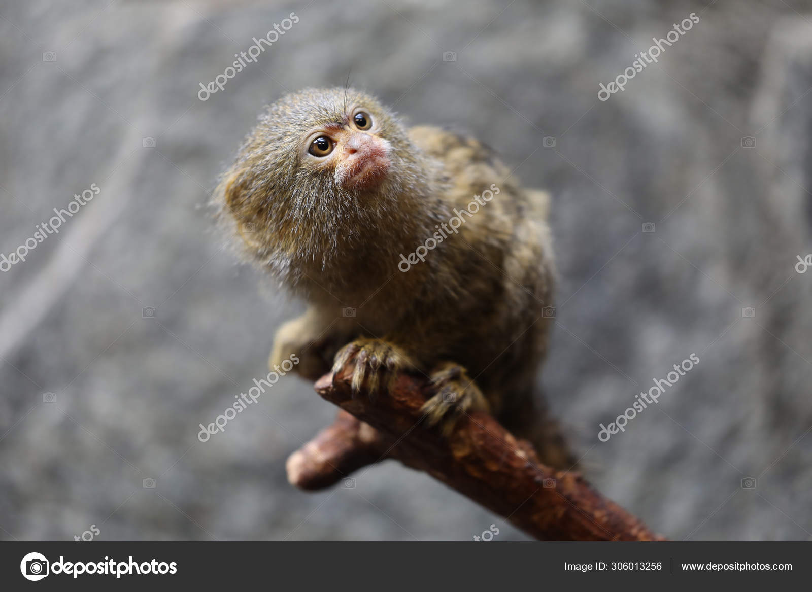 Ouistiti Pygmee Images Libres De Droit Photos De Ouistiti Pygmee Depositphotos