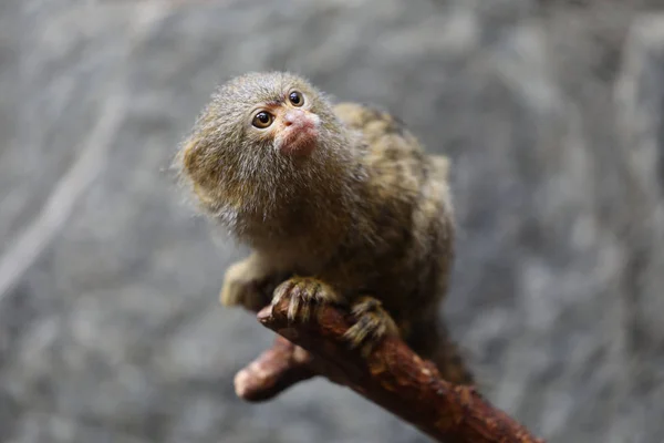 Retrato Marmoset Pigmeo Hábitat Natural — Foto de Stock