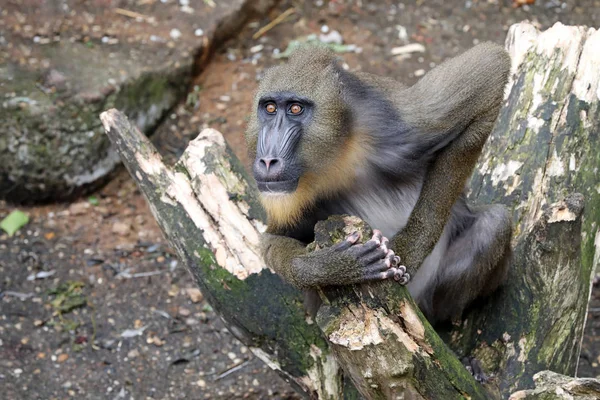 Vilda Mandrill i naturen — Stockfoto