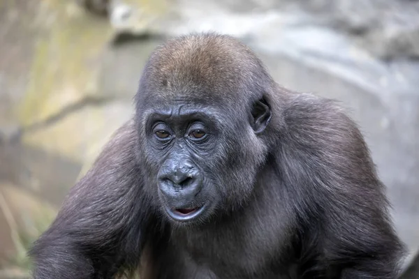 Young female gorilla monkey — Stock Photo, Image