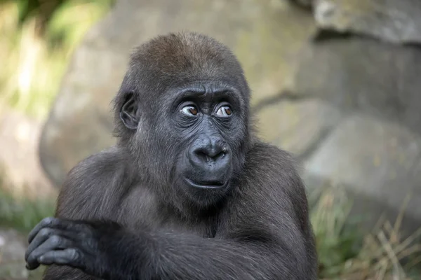 Young female gorilla monkey — Stock Photo, Image