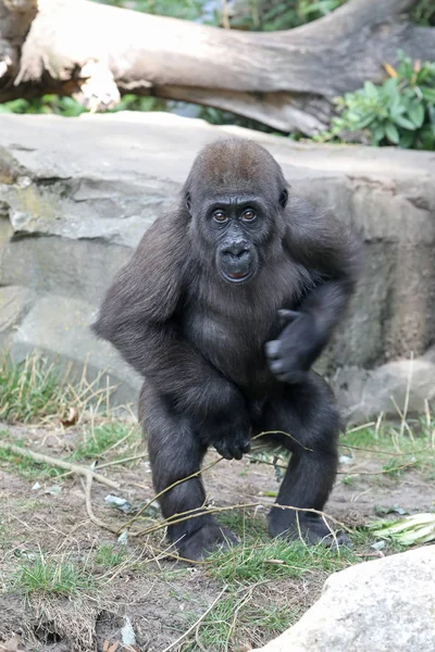 Junges Gorillaaffenweibchen — Stockfoto