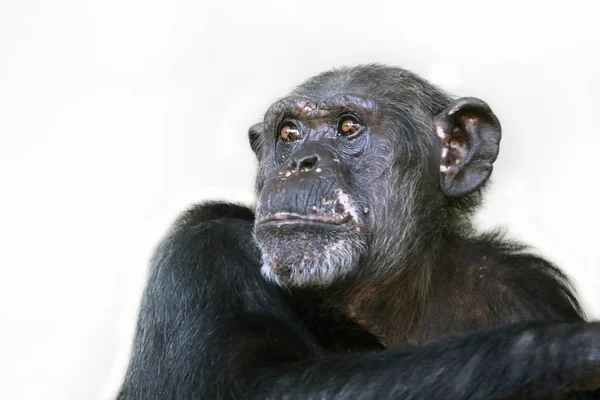 Mono gorila macho —  Fotos de Stock