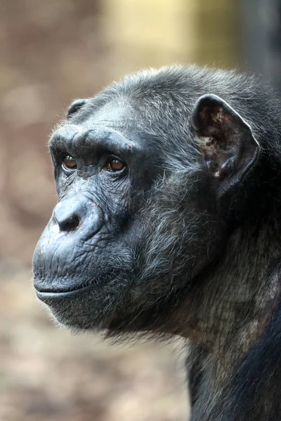Macaco chimpanzé fêmea — Fotografia de Stock