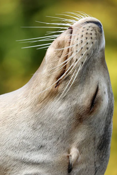 Sealion brun mâle — Photo
