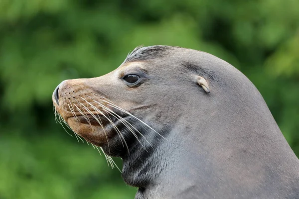 Male brown sealion — Stock Photo, Image