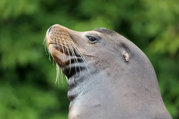 Male brown sealion — Stock Photo, Image