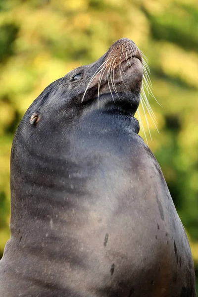 Marrón marino macho —  Fotos de Stock