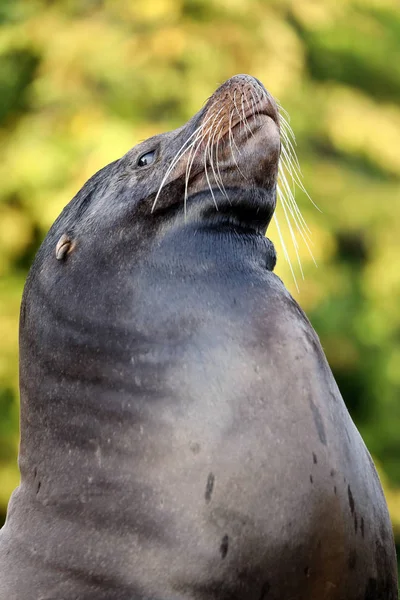Male brown sealion — Stock Photo, Image