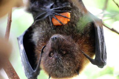 Meyve yarasası sallanıyor.