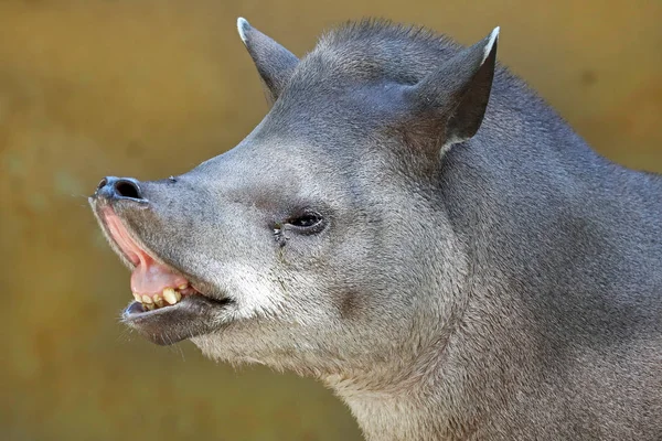 Zuid-Amerikaanse tapir in de natuur — Stockfoto