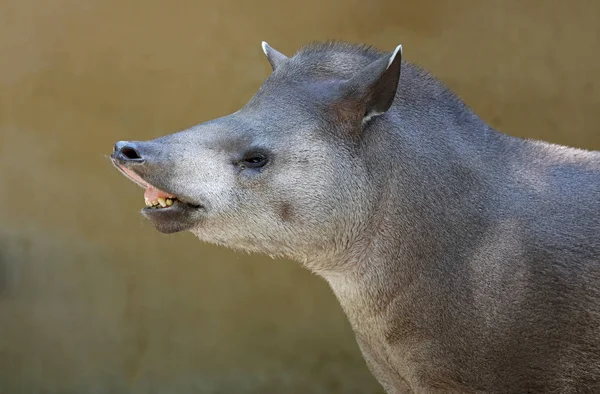 Tapir sul-americano na natureza — Fotografia de Stock