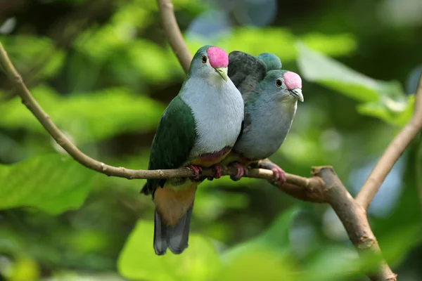 Birkaç Güzel Meyve Güvercinler Üzerinde Ağaç Dalı — Stok fotoğraf