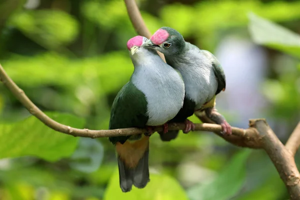 Birkaç Güzel Meyve Güvercinler Üzerinde Ağaç Dalı — Stok fotoğraf