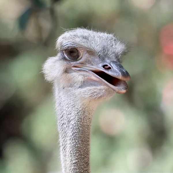 Struts Fågel Närbild Porträtt Naturliga Livsmiljö — Stockfoto