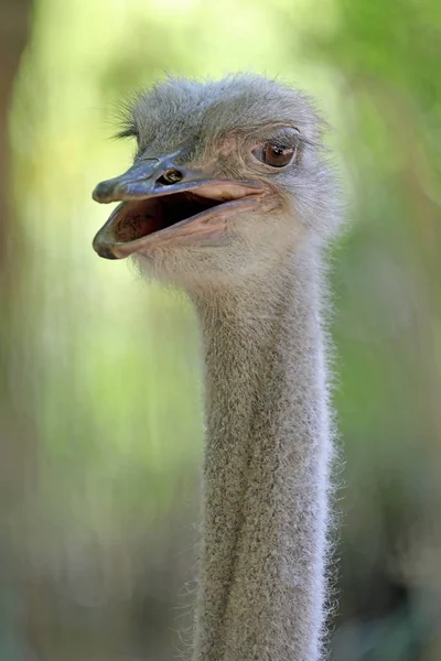 Aves Avestruz Close Retrato Habitat Natural — Fotografia de Stock