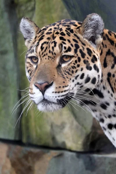 Closeup Portrait Jaguar Blurred Background — Stock Photo, Image