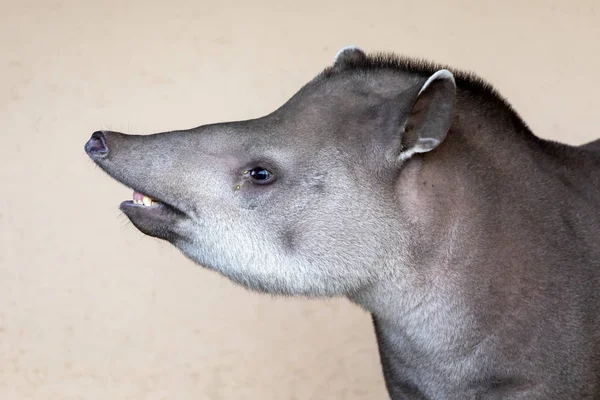 Doğada Güney Amerika tapir — Stok fotoğraf