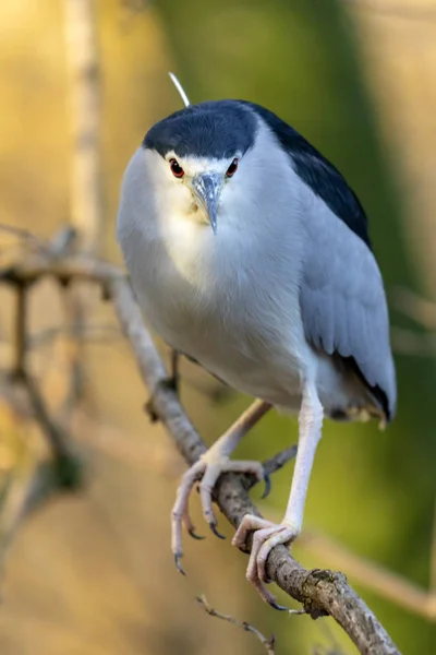 Uccello airone blu — Foto Stock