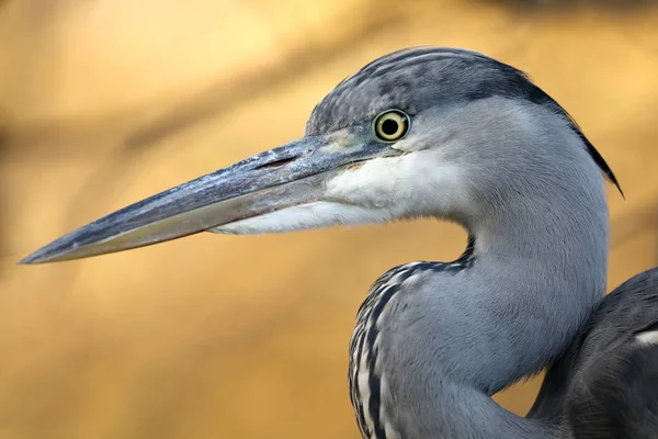 Garza gris Bird — Foto de Stock