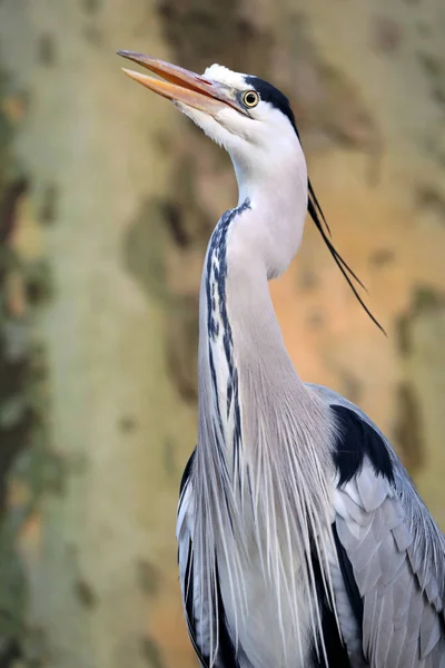 Garza gris Bird — Foto de Stock