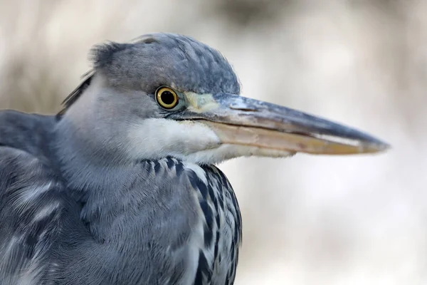 Grey heron bird — Stock Photo, Image