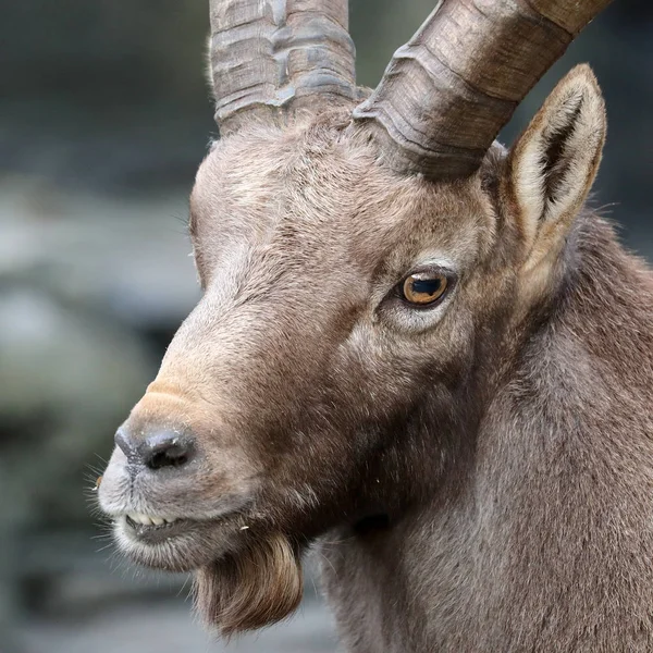 男性高山 ibex — 图库照片