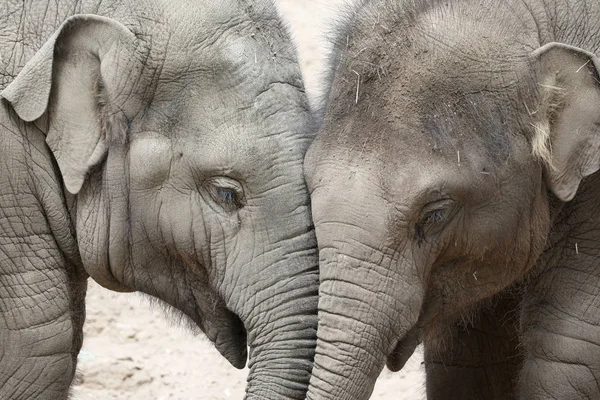 Νέοι Ινδικούς Ελέφαντες Στο Φυσικό Περιβάλλον — Φωτογραφία Αρχείου