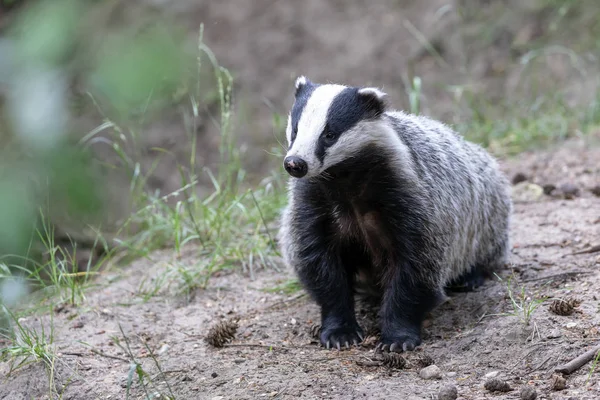 close up of cute badger