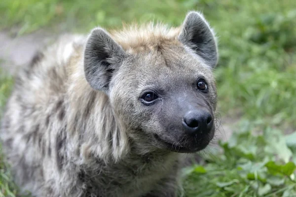 Wild gevlekte hyena — Stockfoto