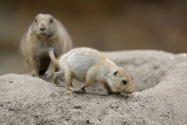 Madre e hijo de Prairie Dogs —  Fotos de Stock