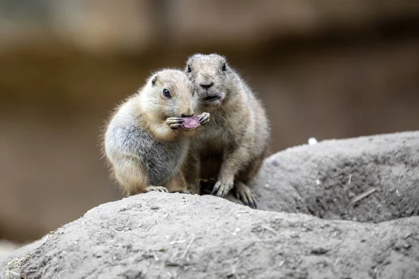 Madre e hijo de Prairie Dogs —  Fotos de Stock