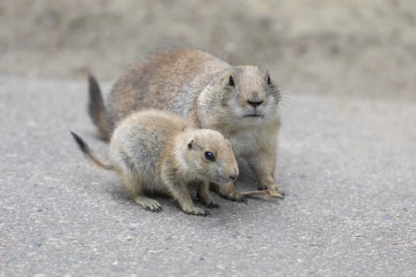 Madre e hijo de Prairie Dogs — Foto de Stock