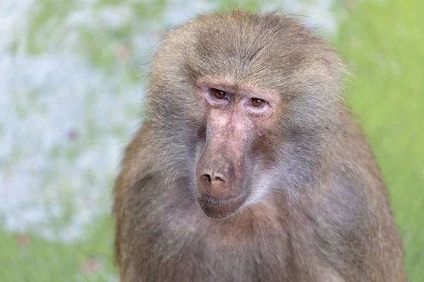 Hamadryas Baboon Hembra Adulta — Foto de Stock