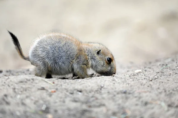 Baby des Präriehundes — Stockfoto