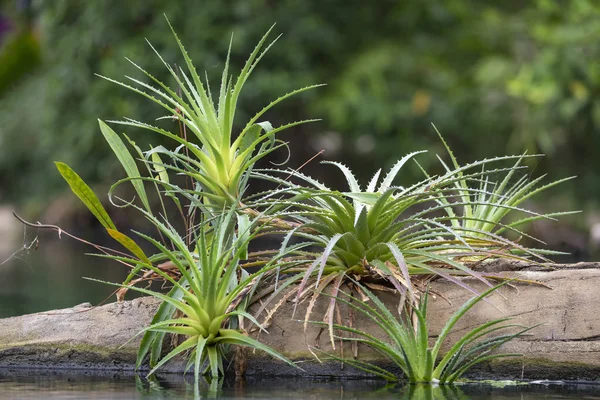 Close Uitzicht Mooie Aloë — Stockfoto